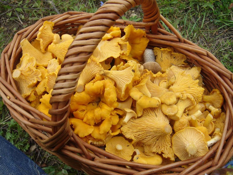 Pfifferlinge