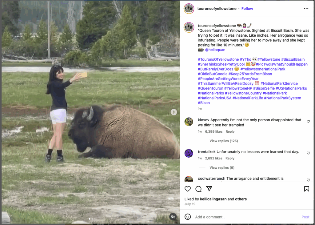 A bison laying in the grass at yellowstone national park and a stupid woman standing VERY close to the bison taking selfies.